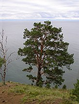 Tree, Lake Baikal, Russia
