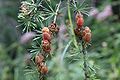 Foliage, mature and immature cones, Cormac, Ontario