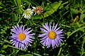 English: Aster amellus Deutsch: Berg-Aster