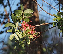 Pistacia terebinthus 20150813a.jpg