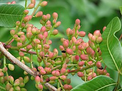 Pistacia terebinthus fruits.JPG