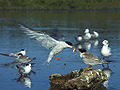 Feeding young