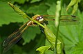 Vierfleck - Libellula quadrimaculata, Weibchen, am Bruchgraben in den Kirschgartshäuser Schlägen