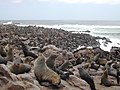 Colony of South African Fur Seals, Namibia