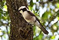 White-crowned shrike