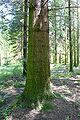 Trunk, Rogów Arboretum, Poland