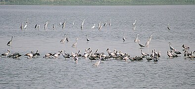 with Asian Openbills Anastomus oscitans