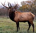 Cervus canadensis