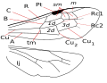 Colletes wing venation