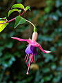 Fuchsia 'Blue sails'