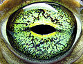 Green eye of Bufo viridis