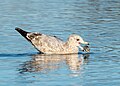 Image 104Immature herring gull manipulating a clam in Marine Park, Brooklyn