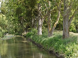 La Rémarde au moulin de Trévoix(Ile de France)