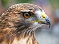 Image 61Red-tailed hawk rescue