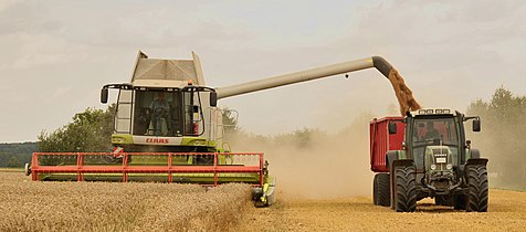 The combine Claas Lexion 584 06833 mows, threshes, shreddes the chaff and blows it across the field. In the meantime he loads the threshed wheat at full speed on a trailer.