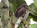 Glaucidium jardinii (cat.)