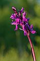 Dactylorhiza russowii Estonia