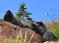 Hoary marmots on Mount Rainier. This image is used in Tahoma: The Place and Its People, a natural history of Mount Rainier National Park (2020) by Jeff Antonelis-Lapp, Washington State University Press.