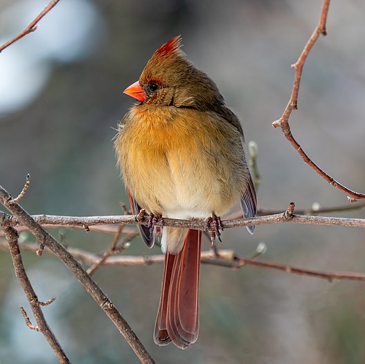 Female northern cardinal in Central Park