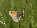 Kleines Wiesenvögelchen - Coenonympha pamphilus, in Vogelstang