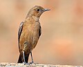 72 Brown rock chat (Oenanthe fusca) uploaded by Charlesjsharp, nominated by Charlesjsharp