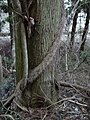 Trunk, with Hedera rhombea climbing up it, Sasayama, Hyogo