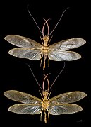 Corydalus cornutus ( Eastern Dobsonfly ) mounted specimen, male