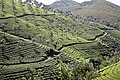 Tea plantation in Pambanar in Kerala