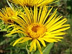 Inula helenium