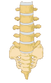 Lower spine