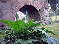 acanthus and arch