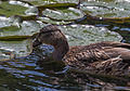 A female mallard at the fountain at the empress Elisabeth monument in the Volksgarten, Vienna