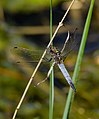 Großer Blaupfeil - Orthetrum cancellatum, Männchen, am See in Pfingstberg