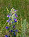 Blauer Natternkopf - Echium vulgare, am See in Pfingstberg