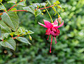 Fuchsia 'Charelke Dop'.