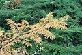 Foliage in autumn, PAN Botanical Garden in Warsaw, Poland