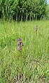 Anacamptis palustris Germany - Geinsheim (Neustadt an der Weinstraße)