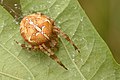 70 Araneus diadematus - Keila uploaded by Iifar, nominated by Iifar,  12,  0,  0