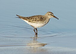 Calidris fuscicollis PLAYERO RABADILLA BLANCA.jpg