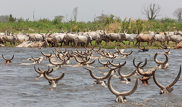 Herd of Ankole-Watusi cattle of the Mundari tribe crossing the White Nile, Terekeka, South Sudan.