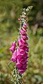 23 Digitalis purpurea - Panoramic trail - Northern Black Forest 01 uploaded by Llez, nominated by Llez,  9,  0,  1