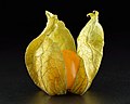 89 'Physalis peruviana' - a set of 2 files uploaded by Iifar, nominated by Iifar,  21,  0,  0