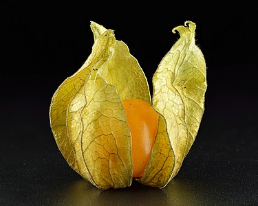 "Physalis_peruviana_calix_open_close-up.jpg" by User:Iifar