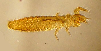 Protura (Acerentomon species) micrograph.jpg