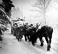 Troops of the 82nd Airborne Division advance in a snowstorm behind the tank in a move to attack Herresbach, 340th Tank Battalion, Headquarters Company, 3rd Battalion, 504th Parachute Regiment, 82nd Airborne Division. (01/28/1945)