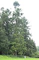 Cultivated tree in the arboretum of Tervuren, Belgium