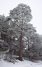 Tree, 160 years old, Poland