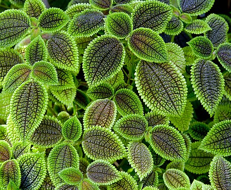 Pilea involucrata, Botanic Garden of Munich, Germany.