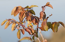 Pistacia terebinthus 01.jpg