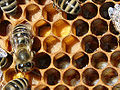 Bees, pollen and larvae